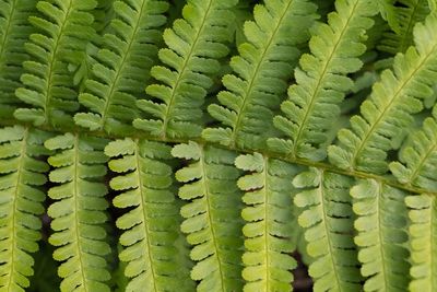 Full frame shot of succulent plant
