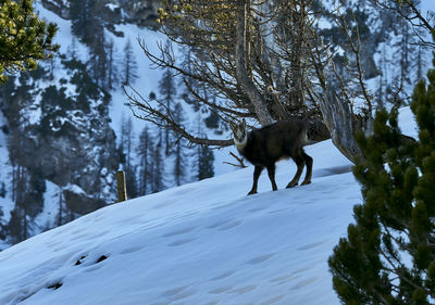 View of a horse on snow covered land