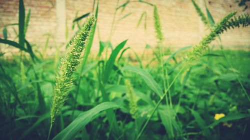 Close-up of plant growing in field