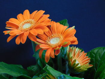 Close-up of orange daisy flowers