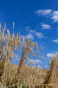 Low angle view of plants on field against sky