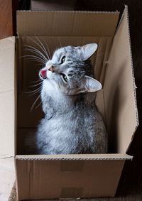 Cat sitting in box