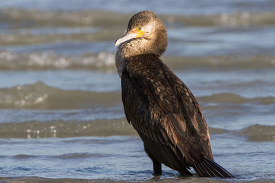 Close-up of bird by sea