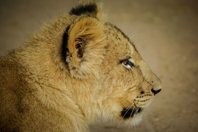 Close-up of a cat looking away