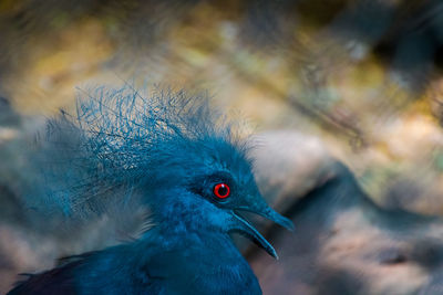 Close-up side view of blue bird