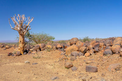 Dead tree on rock against clear blue sky