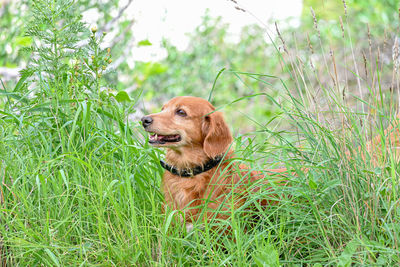 Dog looking away on field