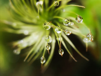 Close-up of water drops on plant