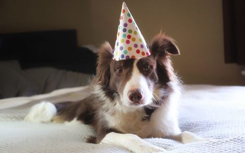 Close-up portrait of dog wearing party hat on bed at home