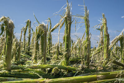 Close-up of crops growing on field against sky