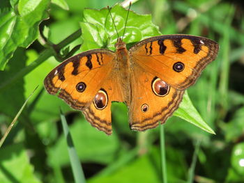 Close-up of butterfly on leaf