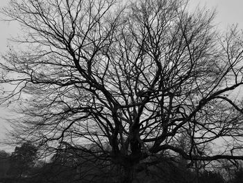 Low angle view of bare tree against sky