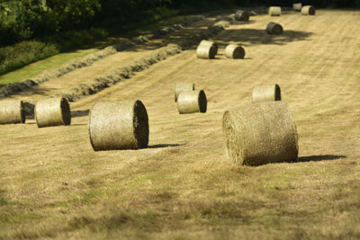 Hay bales on field