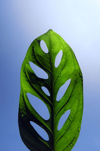 Close-up of wet leaf against clear blue sky