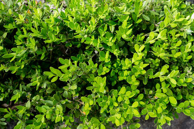 Full frame shot of plants