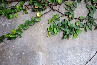 High angle view of raindrops on leaves on footpath