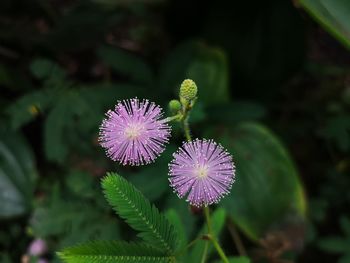 Close-up of purple flowering plant