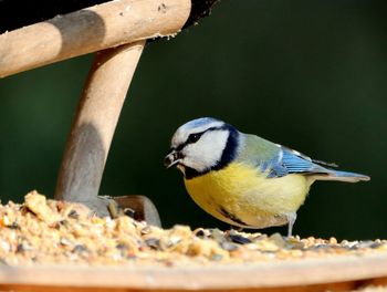 Close-up of bird perching on feeder