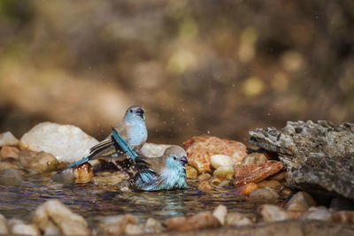 Bird on rock in lake