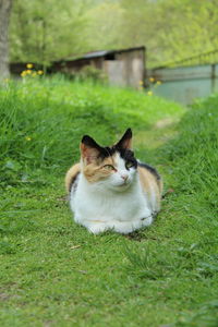 Cat sitting on grass