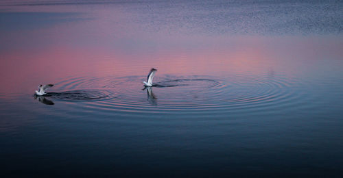 Seagulls in lake during sunset