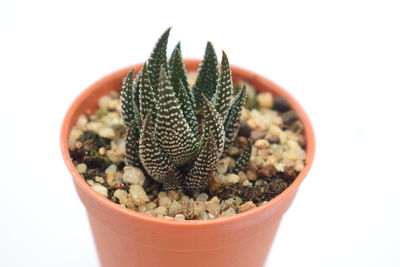 Close-up of potted plant against white background