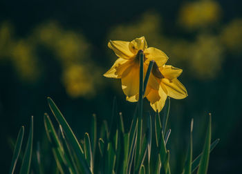 Close-up of yellow flowering plant on field