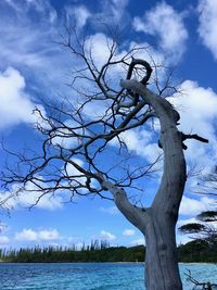 Bare tree by lake against sky