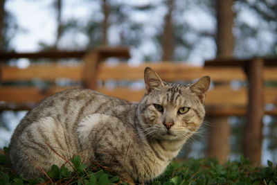 Close-up portrait of tabby cat outdoors