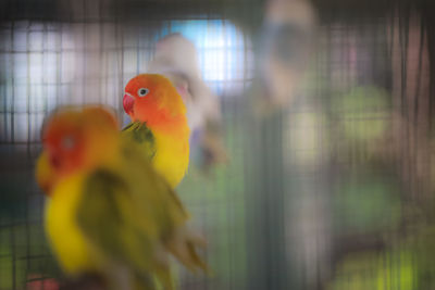Close-up of parrot in cage