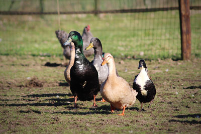 Ducks on a field