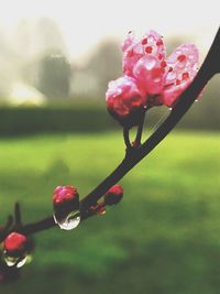 Close-up of water drops on pink flower