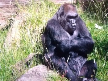 Monkey sitting in a field