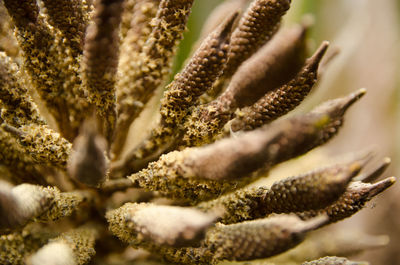 Close-up of plant growing outdoors