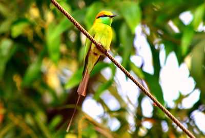 Close-up of bird perching on branch