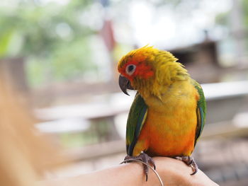 Close-up of a parrot perching on a hand