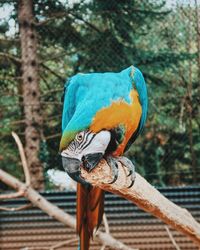 Close-up of parrot perching on tree