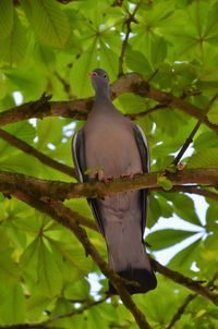 Close-up of bird perching on tree