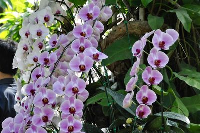 Close-up of pink flowers on tree