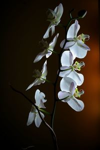 Close-up of white flowers