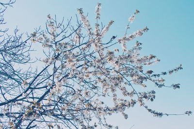 Low angle view of tree against clear sky