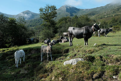 Cows standing in a field