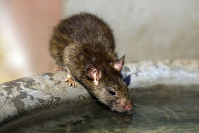 Close-up of rat drinking water from container