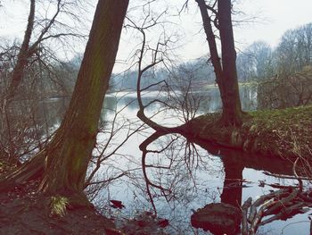 Bare trees in forest