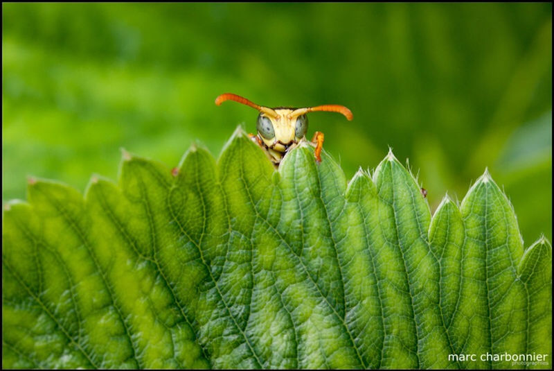 animal themes, one animal, transfer print, animals in the wild, wildlife, green color, auto post production filter, leaf, focus on foreground, insect, close-up, nature, growth, plant, selective focus, outdoors, day, beauty in nature, bird, zoology