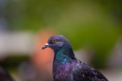 Close-up of bird perching on leaf