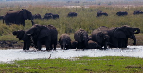 Elephant family crossing the river in okavango delta