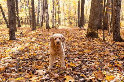 Dog running in forest
