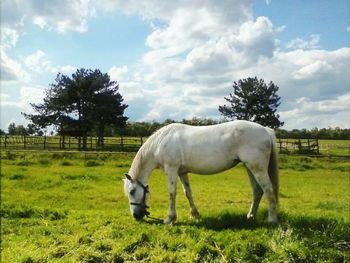 Horse grazing on field
