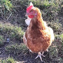 Close-up of rooster on field